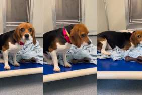 Beagle Freed From Medical Research Is Slowly Trying To Learn What Freedom Feels Like