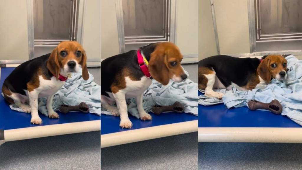 Beagle Freed From Medical Research Is Slowly Trying To Learn What Freedom Feels Like