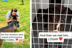 After 7 Years Behind Kennel Doors, This Shelter Dog Finally Gets Happy Ending