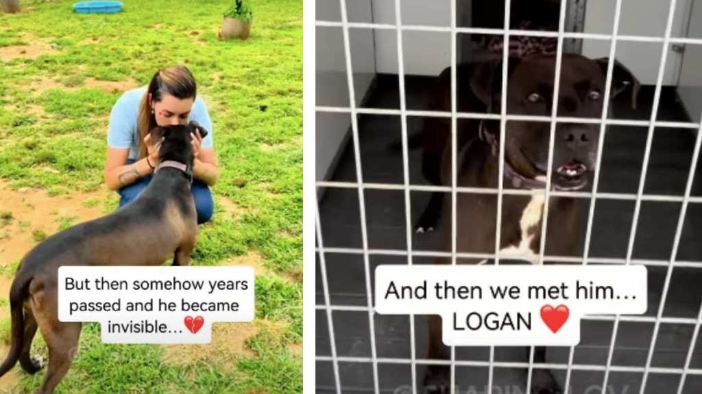 After 7 Years Behind Kennel Doors, This Shelter Dog Finally Gets Happy Ending