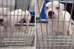 Shelter Dog Was Used To Being ‘Overlooked’ Until Someone Chose Him