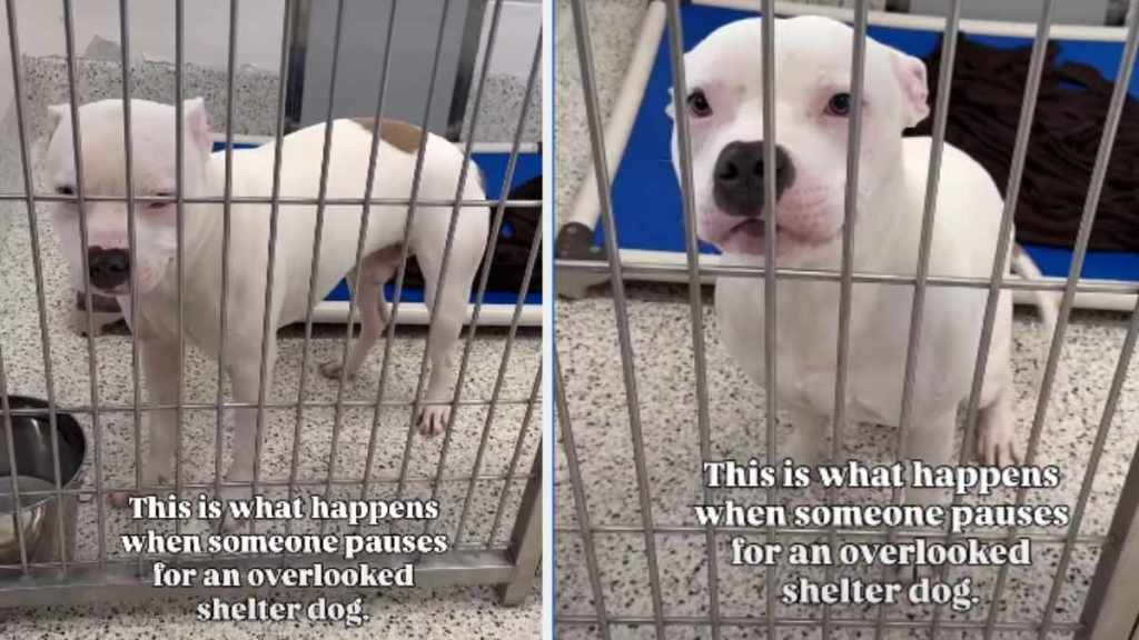 Shelter Dog Was Used To Being ‘Overlooked’ Until Someone Chose Him