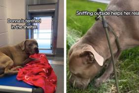 ‘Terrified’ Shelter Dog Who Trembles in Kennel Needs a Loving Home