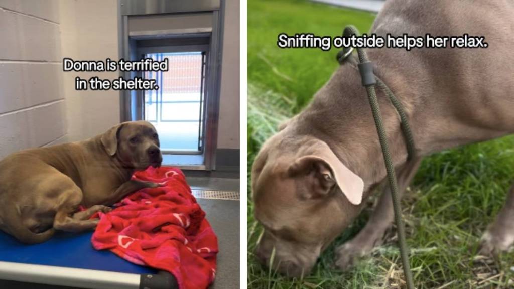 ‘Terrified’ Shelter Dog Who Trembles in Kennel Needs a Loving Home