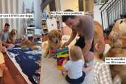 Golden Retriever's Reaction to Baby Calling Her Name Right Is Priceless