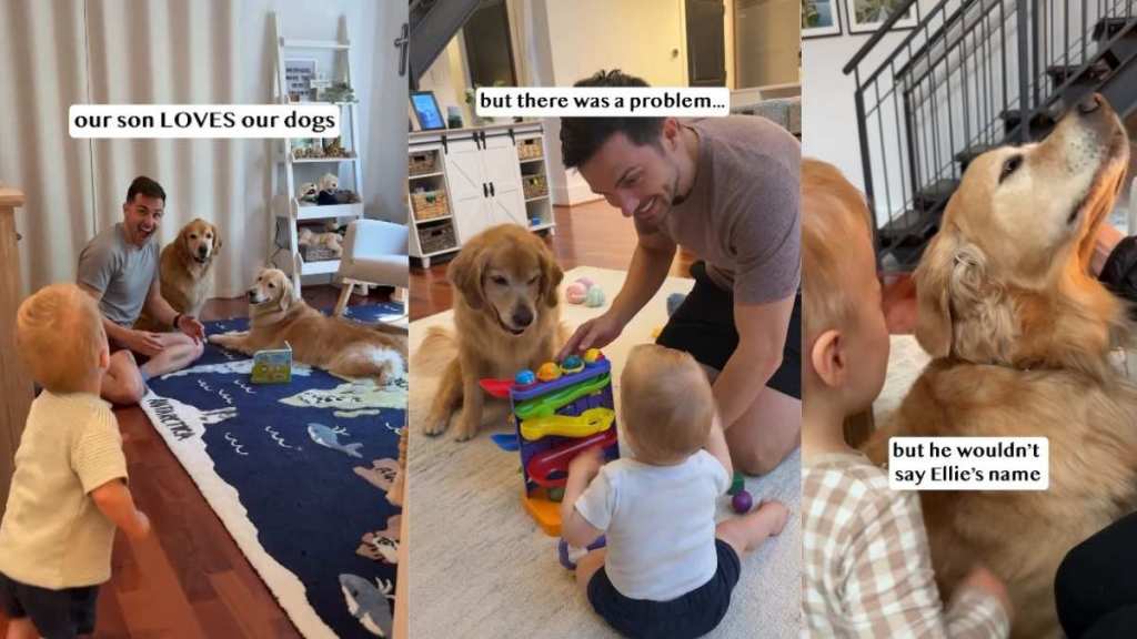 Golden Retriever's Reaction to Baby Calling Her Name Right Is Priceless