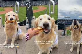 Golden Retriever Is Shocked After the Unexpected Happens at Baseball Game