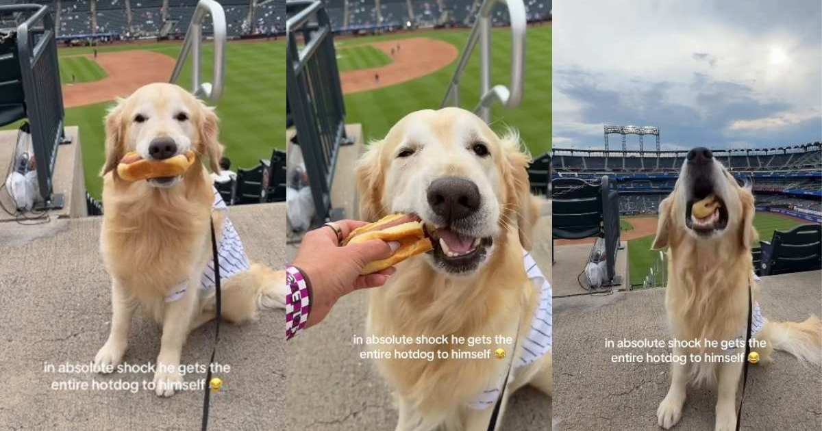 Golden Retriever Is Shocked After the Unexpected Happens at Baseball Game