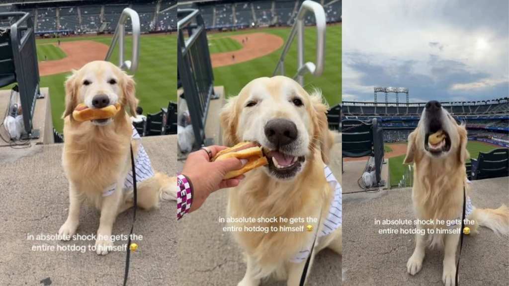 Golden Retriever Is Shocked After the Unexpected Happens at Baseball Game