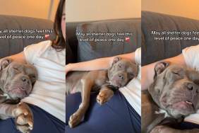 Shelter Dog Attains a New Level of Peace in Foster Care
