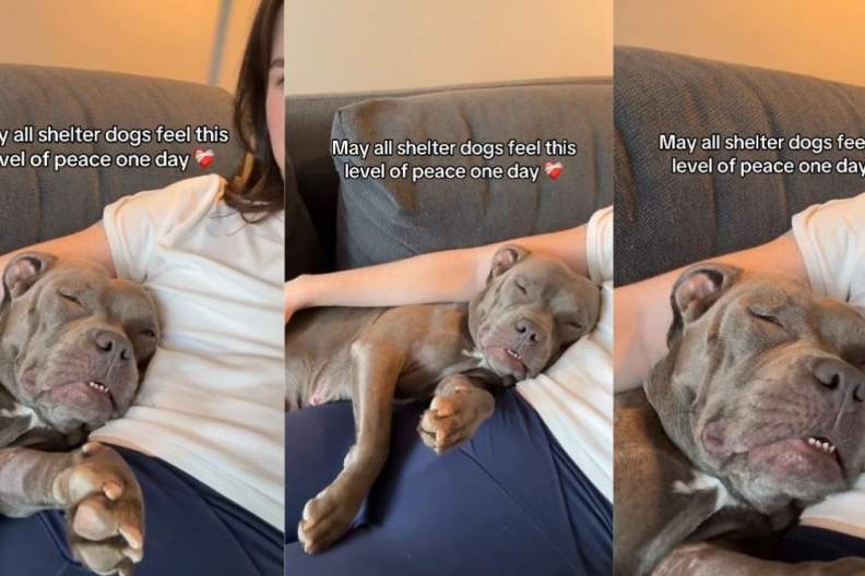 Shelter Dog Attains a New Level of Peace in Foster Care