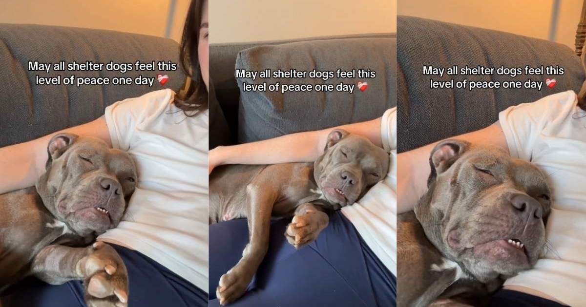 Shelter Dog Attains a New Level of Peace in Foster Care