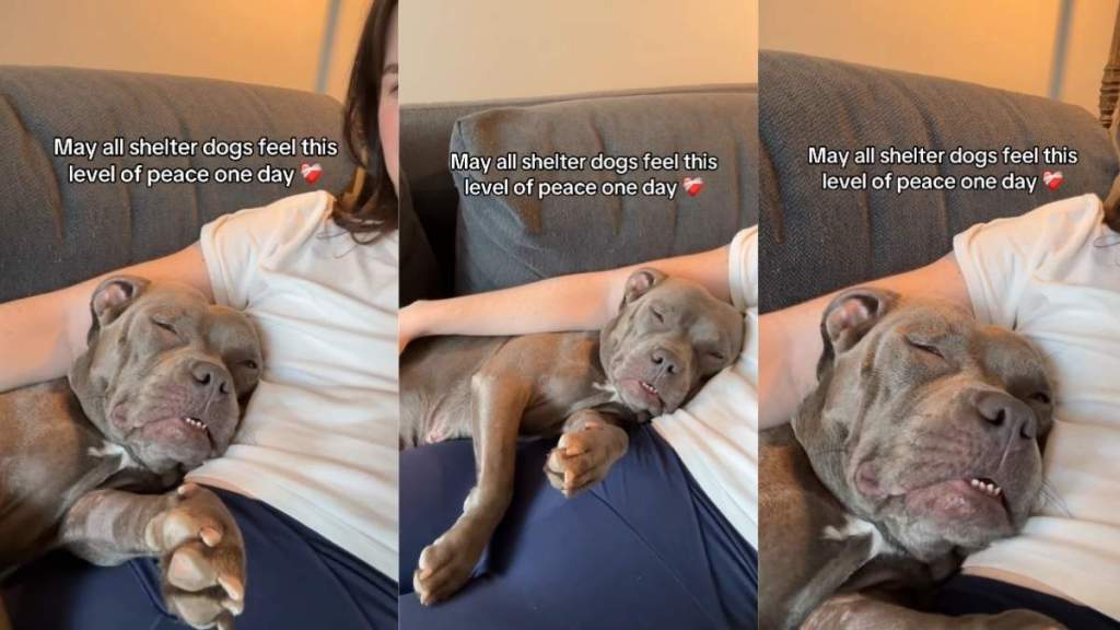 Shelter Dog Attains a New Level of Peace in Foster Care