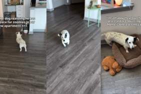 Senior Dog Becomes a Puppy Again, Realizing His New Home Has All the Space He Needs & More