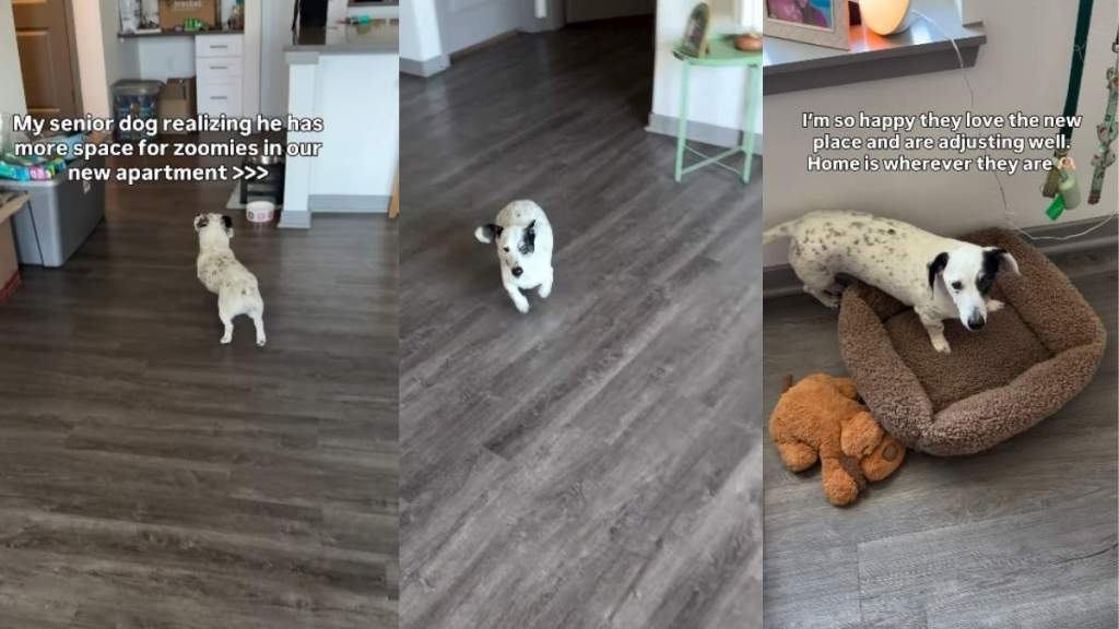 Senior Dog Becomes a Puppy Again, Realizing His New Home Has All the Space He Needs & More