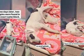 Mama Rescue Dog Thought She’d Lost Her Little Babies Forever, Until the Unthinkable Happens