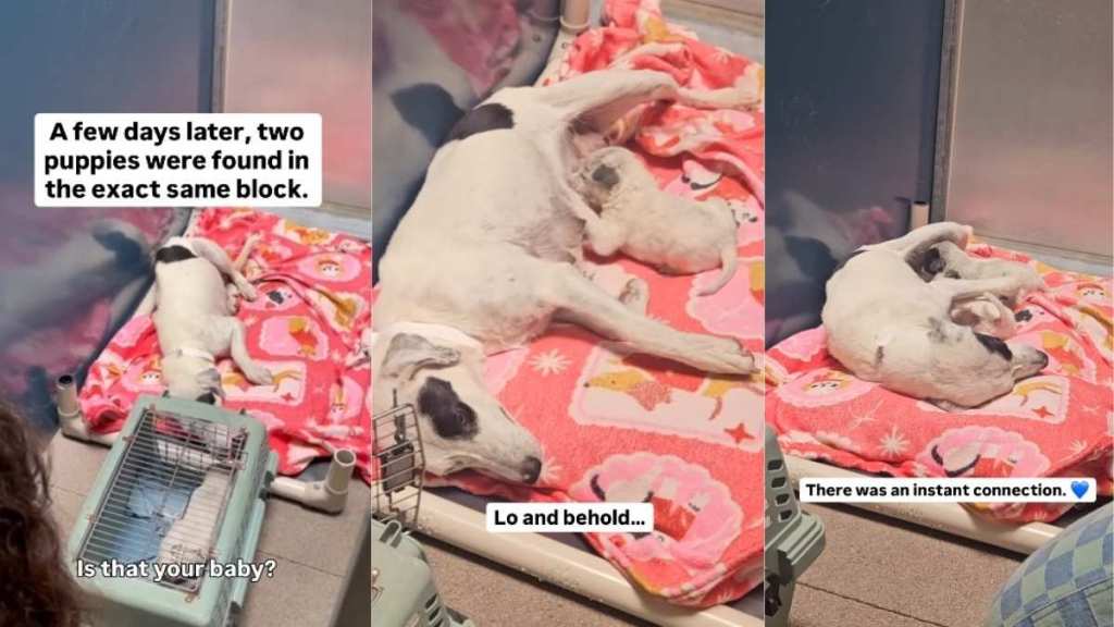 Mama Rescue Dog Thought She’d Lost Her Little Babies Forever, Until the Unthinkable Happens