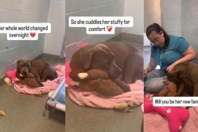 Shelter Dog's Whole World Changes Overnight After Being Surrendered