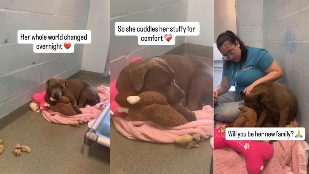 Shelter Dog's Whole World Changes Overnight After Being Surrendered