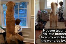 Toddler Carries on Late Golden Retriever’s Legacy With New Furry Sibling