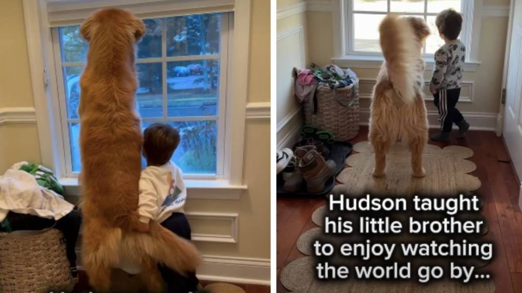 Toddler Carries on Late Golden Retriever’s Legacy With New Furry Sibling