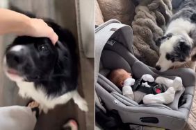Dogs Have Their Priorities Set When Mom Returns With Newborn Baby