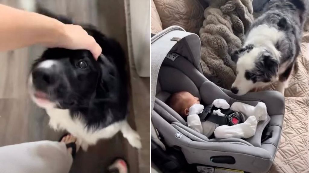 Dogs Have Their Priorities Set When Mom Returns With Newborn Baby
