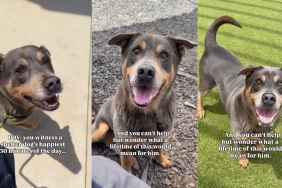 Shelter Dog’s Little Moments Outside Kennel Don’t Look Like Much but Mean Everything to him