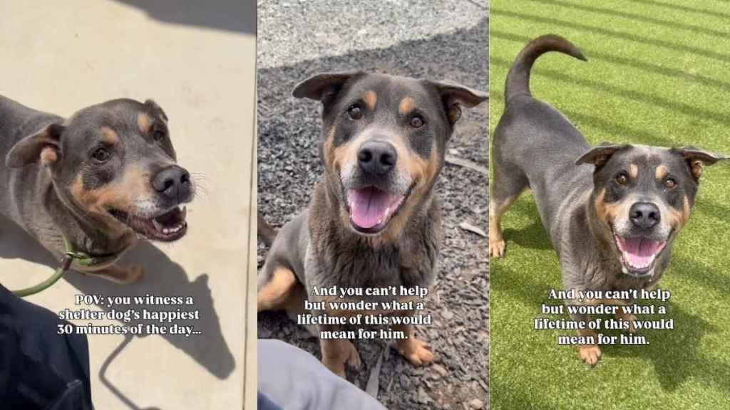 Shelter Dog’s Little Moments Outside Kennel Don’t Look Like Much but Mean Everything to him