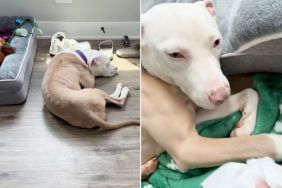 Stray Dog Rescued From the Streets Has a Soft Bed Now, but Still Sleeps on the Floor