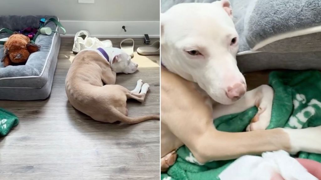 Stray Dog Rescued From the Streets Has a Soft Bed Now, but Still Sleeps on the Floor