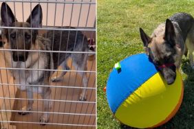 Shelter Dog Having a Tough Time Still Finds a Reason To Leave His Kennel & Be Happy