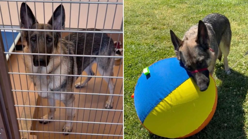 Shelter Dog Having a Tough Time Still Finds a Reason To Leave His Kennel & Be Happy