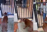Dog Waits by the Gate for Grandpa, Then Acts Like His Whole World Just Arrived