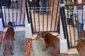 Dog Waits by the Gate for Grandpa, Then Acts Like His Whole World Just Arrived