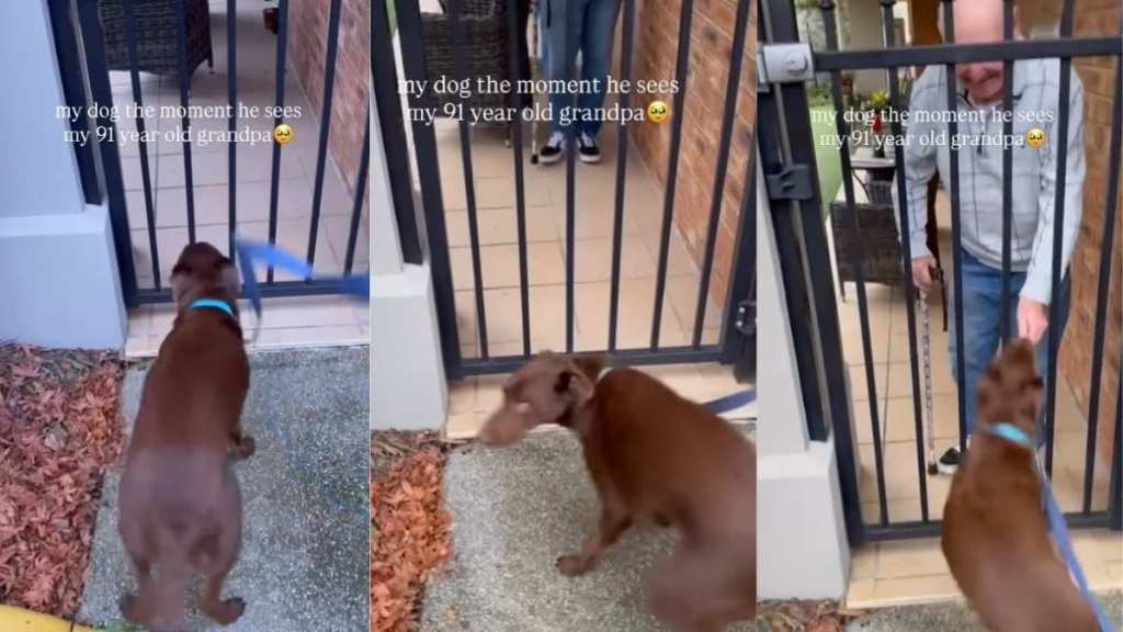 Dog Waits by the Gate for Grandpa, Then Acts Like His Whole World Just Arrived