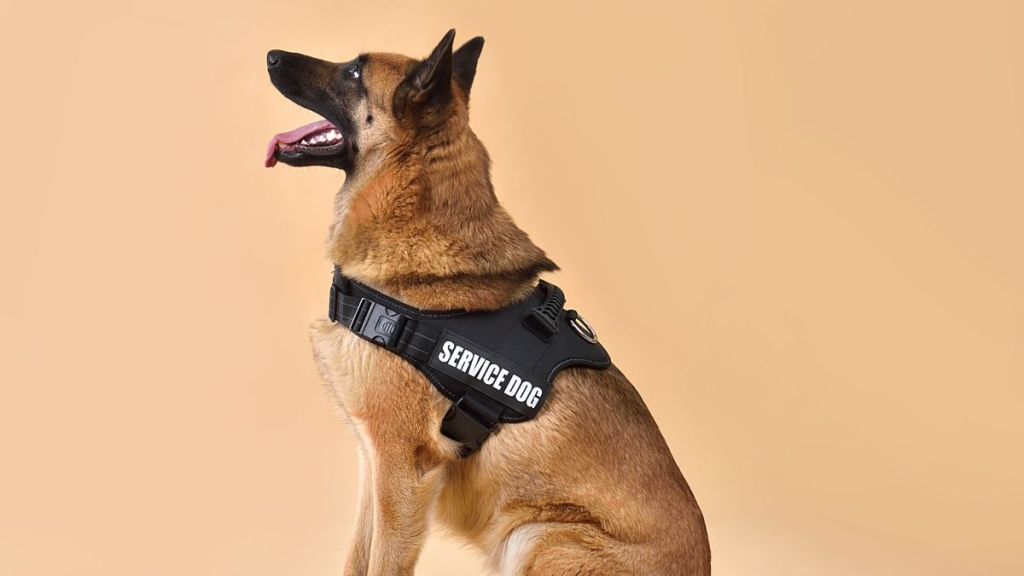 Missing Service Dog Reunites With Dad in a Happy Ending That Leaves Him in Tears