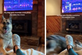 German Shepherd Can’t Keep Calm When Exposed to Owner’s Crocs