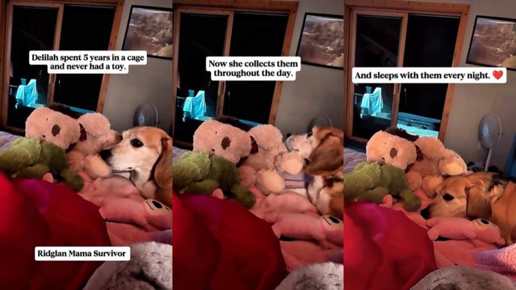 Once-Caged Rescue Dog Never Had a Toy So She Now Spends Her Days Collecting Them