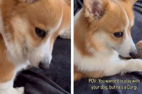 Corgi Said ‘No’ the Moment Owner Wanted To Take His Toy To Play With Him