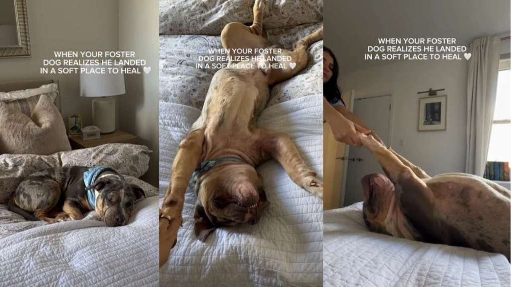 Rescue Dog Looks Peaceful After Finding a Soft Place To Heal With Foster Mom
