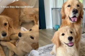 Mom Hoped Golden Retrievers Would Like Each Other, What Happened Was Even Better