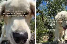 Golden Retriever Has Officially ‘Mastered’ the Art of Tuscan Living
