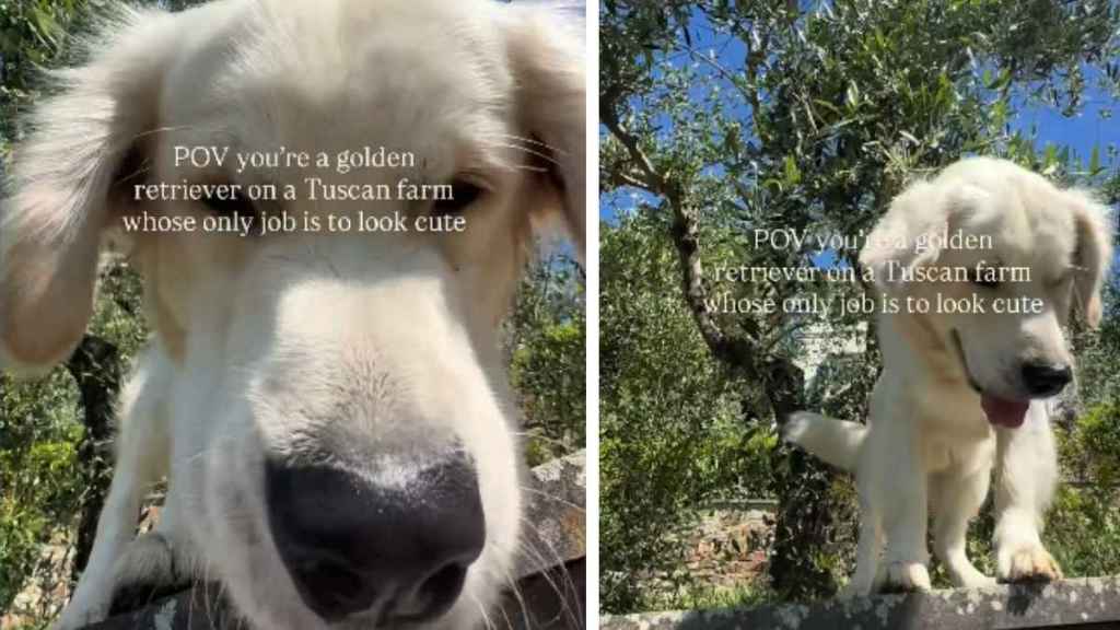 Golden Retriever Has Officially ‘Mastered’ the Art of Tuscan Living