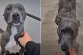 Owner Finds Dog Suddenly Limping & It Has the Whole Internet Worried