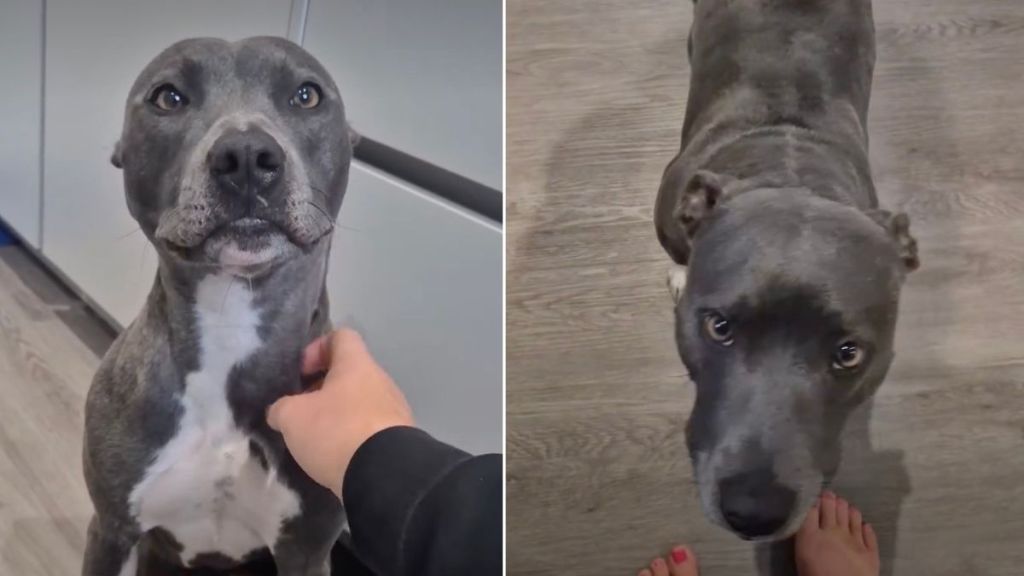 Owner Finds Dog Suddenly Limping & It Has the Whole Internet Worried