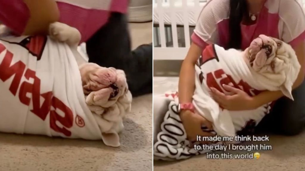 Mom Practices Swaddling on '80-Pound Bulldog' Before Baby Arrives