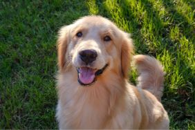 Golden Retriever Survives 80-Foot Fall & Reunites With Family After Heroic Rescue