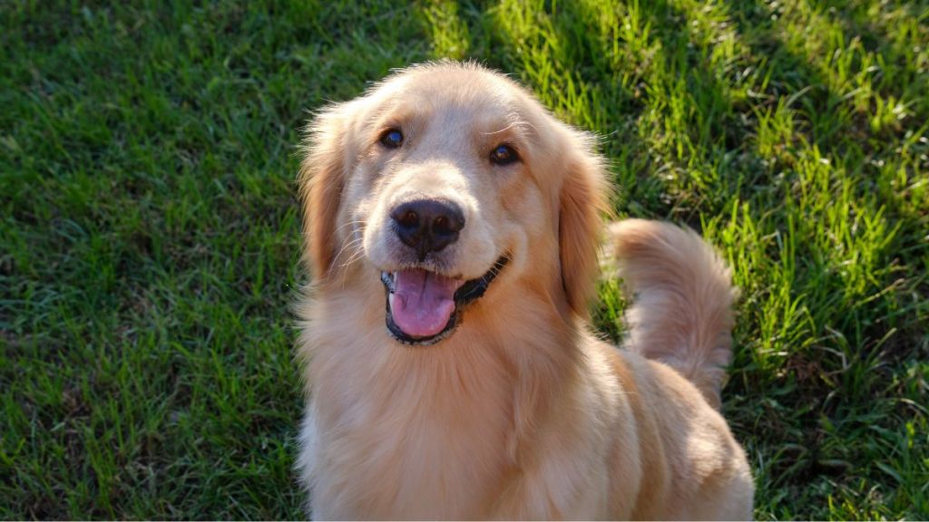 Golden Retriever Survives 80-Foot Fall & Reunites With Family After Heroic Rescue