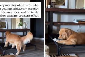 Golden Retriever Gets Extra ‘Dramatic’ With Socks When He Wants Attention